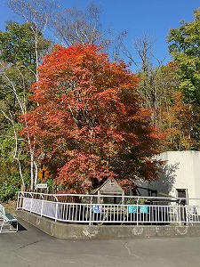 写真：10月19日レッサーパンダ舎の紅葉1