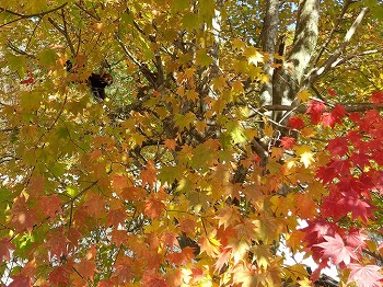 写真：10月19日レッサーパンダ舎の紅葉2