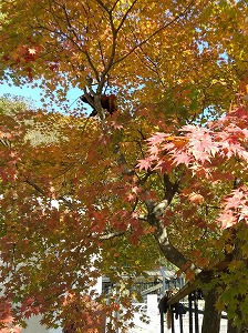 写真：10月19日レッサーパンダ舎の紅葉3