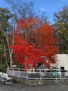写真：10月24日レッサーパンダ舎の紅葉1