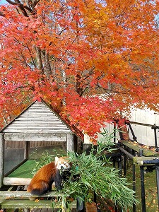 写真：10月24日レッサーパンダ舎の紅葉2
