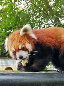 写真：レッサーパンダ1