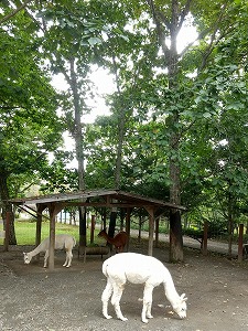 写真：アルパカ