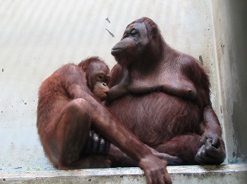 写真：オランウータン親子