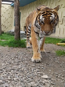 写真：アサマ