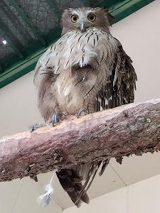 写真：シマフクロウ4