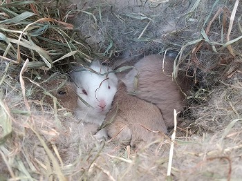 写真：ウサギの赤ちゃん