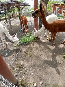 写真：アルパカ