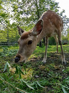 写真：シイちゃん