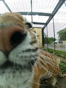 写真：アムールトラ