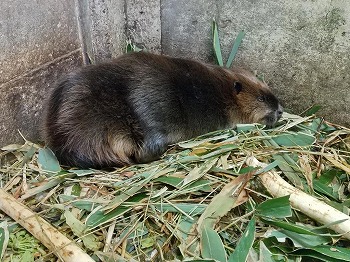 写真：菊丸くん