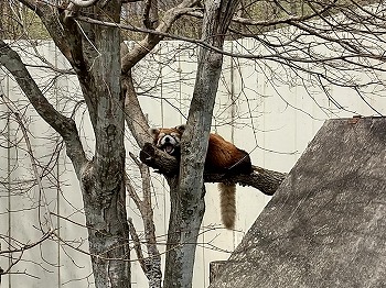 写真：シンゲンくん1