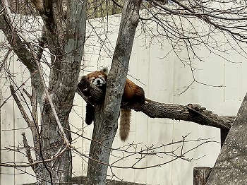 写真：シンゲンくん2