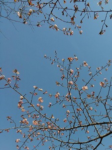写真：桜（5月9日）