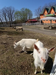 写真：ヤギ