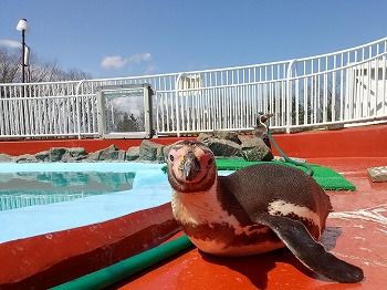 写真：ペンギン