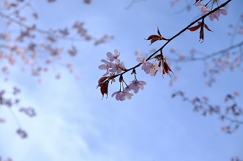 写真：桜1（5月13日）
