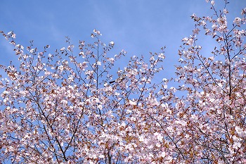 写真：桜2（5月13日）