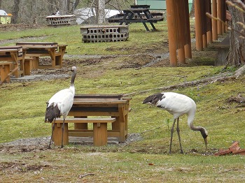 写真：タンチョウ1