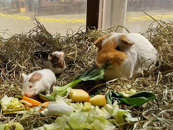 写真：エサを食べる様子