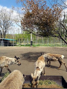 写真：エサを食べているトナカイ