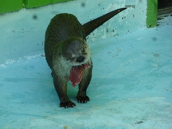 写真：カワウソ1