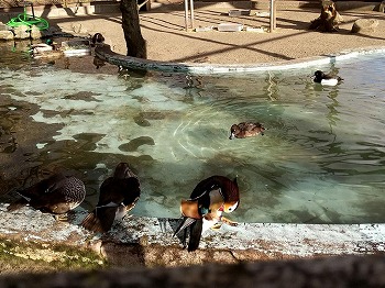 写真：フライングケージの様子