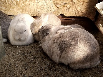 写真：休んでいるウサギ
