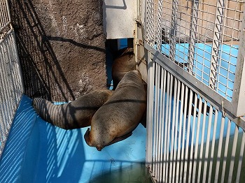 写真：寝ているオタリア