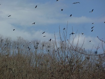 写真：カラスの大群2