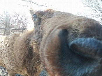 写真：ワピチ