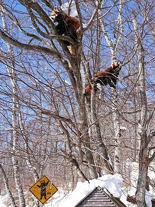 写真：木の上のレッサーパンダ