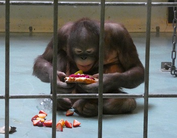 写真：ケーキを食べるりな1