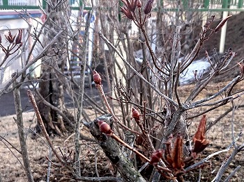 写真：芽吹いている木