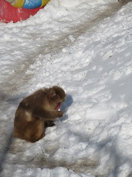 写真：雪を口にするサル