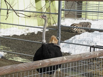 写真：ダチョウとシマウマ