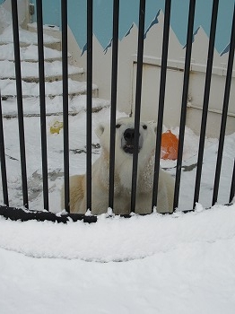 写真：ホッキョクグマ