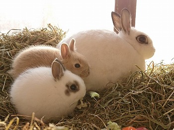 写真：ウサギの親子