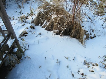 写真：雪の上のネズミの跡