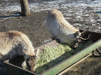 写真：エサを食べるトナカイ