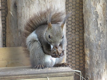 写真：木の実を食べているエゾリス