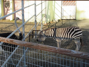 写真：ダチョウとシマウマ