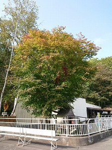 写真：レッサーパンダ舎の紅葉（10月2日）