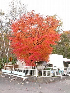 写真：レッサーパンダ舎の紅葉（10月23日）
