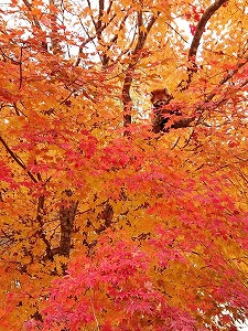 写真：レッサーパンダ舎の紅葉（10月22日）