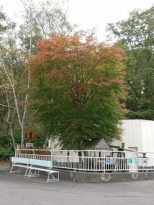 写真：レッサーパンダ舎の紅葉（10月11日）