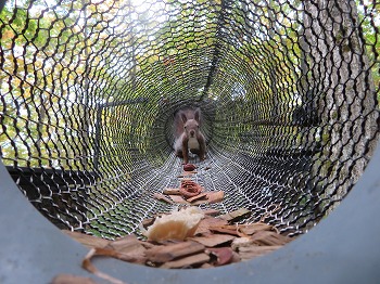 写真：エゾリス1