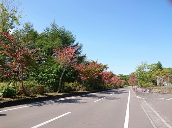 写真：エゾヤマザクラ