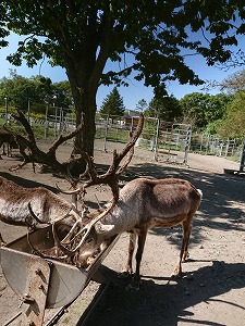 写真：トナカイ1