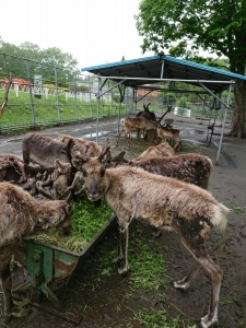 写真：トナカイ